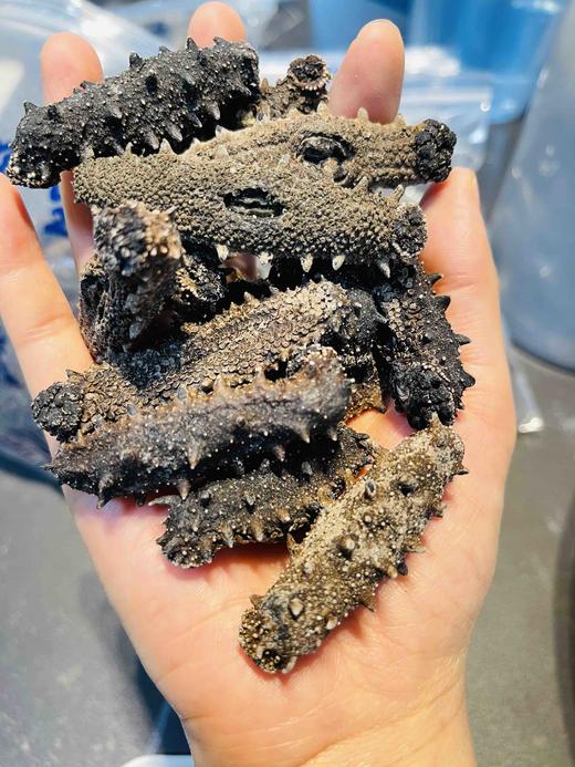 深海野生海参（9年老参龄）不加料纯货 高泡发率一斤60-80头左右 商品图3