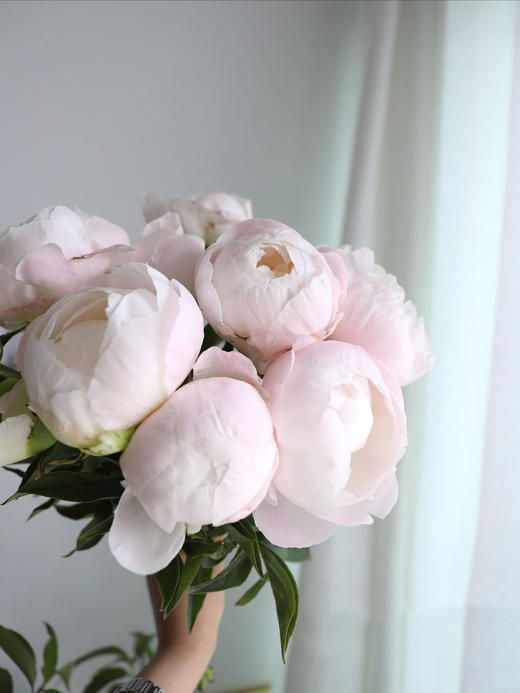 【预售！4.20起陆续发出】美国小姐芍药【愿你一半天真一半开朗，一半热烈一半坦荡】 进口品种芍药 2件包邮 顺丰空运直发 商品图1