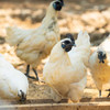 白毛乌骨鸡 商品缩略图2