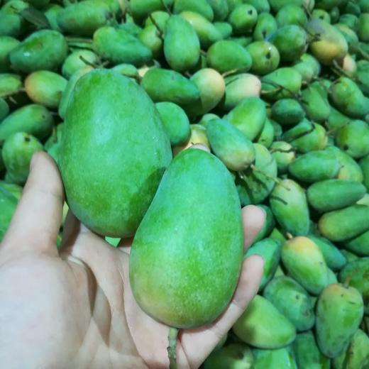 【广西•台农芒果】新鲜应季芒果 果味浓郁 香甜多汁肉厚核薄 果肉顺滑 甜而不腻 金黄品质～ 商品图5