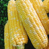【非转基因】云南金银水果玉米 新鲜当季 生吃爆浆嫩甜玉米棒 商品缩略图3