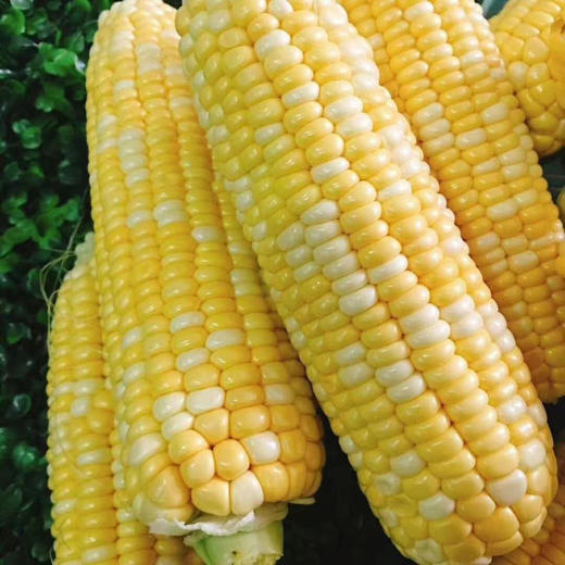【非转基因】云南金银水果玉米 新鲜当季 生吃爆浆嫩甜玉米棒 商品图3