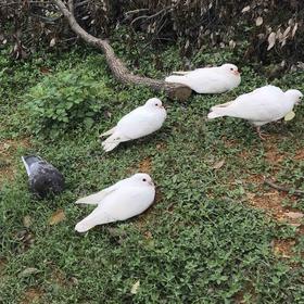 鸽子（江浙沪顺丰包邮）