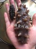 深海野生海参（9年老参龄）不加料纯货 高泡发率一斤60-80头左右 商品缩略图9