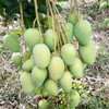 【广西•台农芒果】新鲜应季芒果 果味浓郁 香甜多汁肉厚核薄 果肉顺滑 甜而不腻 金黄品质～ 商品缩略图6