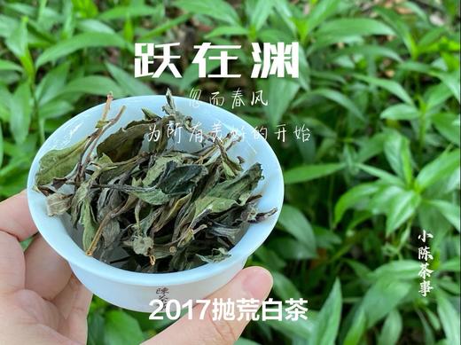 8年陈抛荒白茶，2017抛荒春白茶来了，它的野，不如荒野，却远超荒野 商品图2