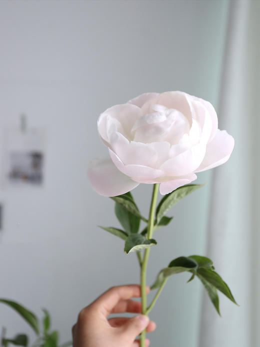 【预售！4.20起陆续发出】美国小姐芍药【愿你一半天真一半开朗，一半热烈一半坦荡】 进口品种芍药 2件包邮 顺丰空运直发 商品图3