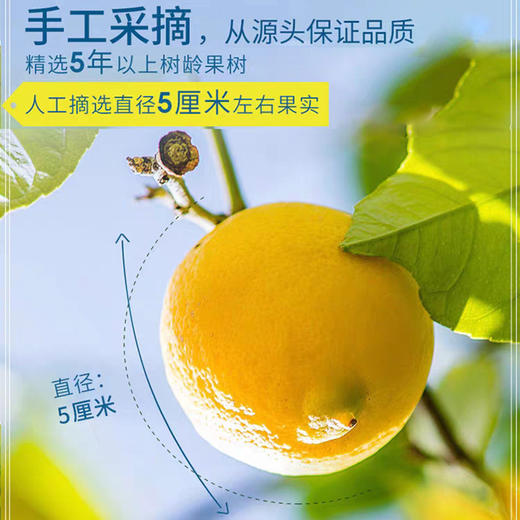 【两盒装】柠檬片泡水柠檬茶 商品图1