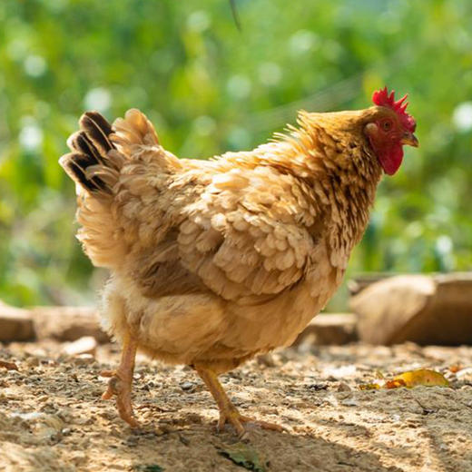 老母鸡 商品图3