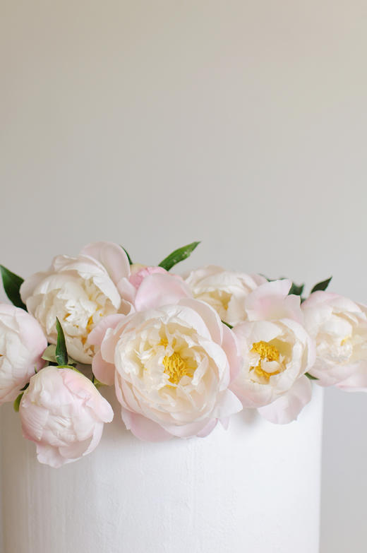 【预售！4.20起陆续发出】美国小姐芍药【愿你一半天真一半开朗，一半热烈一半坦荡】 进口品种芍药 2件包邮 顺丰空运直发 商品图8