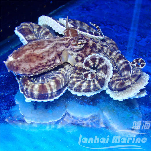 百变八爪鱼 商品图1