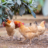 老母鸡 商品缩略图0