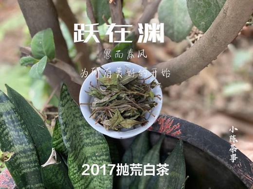 8年陈抛荒白茶，2017抛荒春白茶来了，它的野，不如荒野，却远超荒野 商品图1