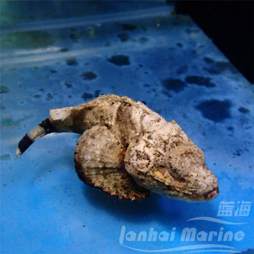 驼背石头鱼 商品图4