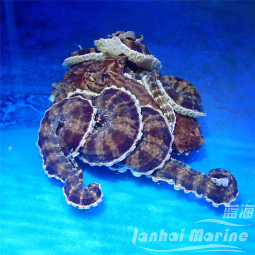 百变八爪鱼 商品图5