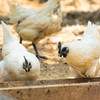 白毛乌骨鸡 商品缩略图1