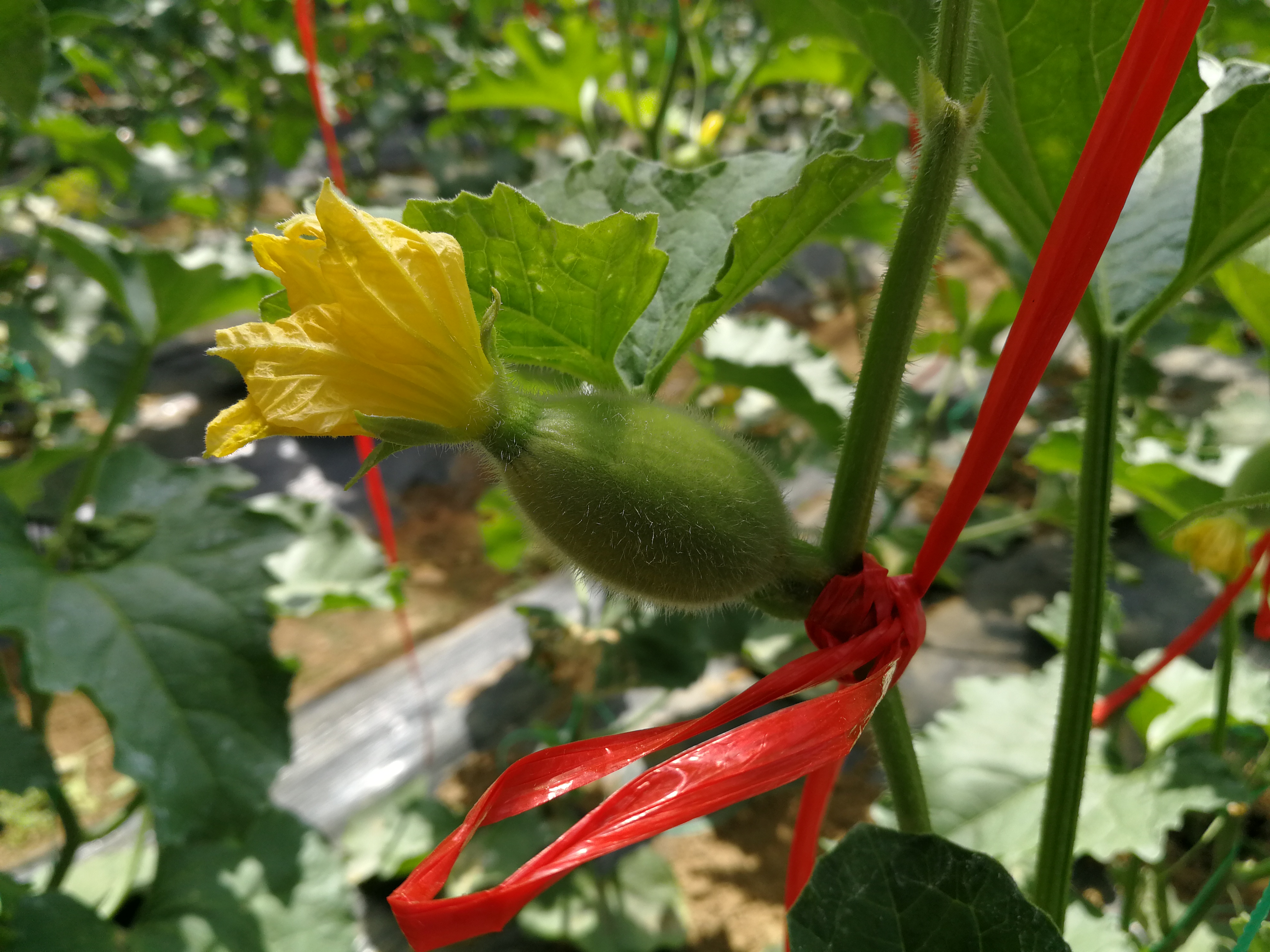 阳醇蜜网纹瓜一藤一瓜浓甜醇香农场直发