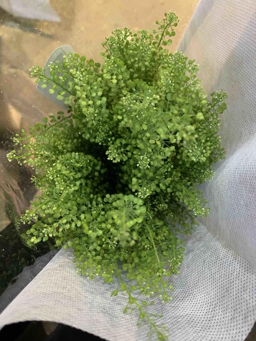 绿铃草 商品图1