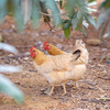 老母鸡 商品缩略图1