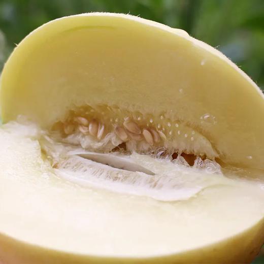 头茬阎良甜瓜 | 山人优选，产地头茬瓜，果肉细腻、清新多汁、甜而不腻 商品图2