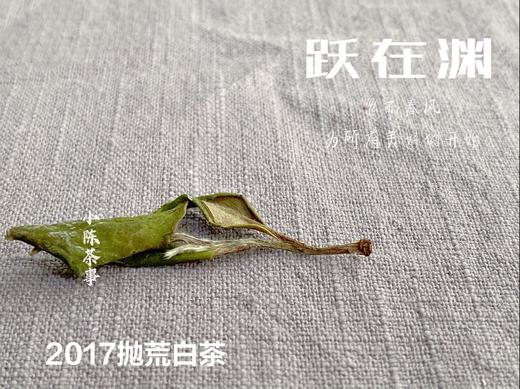 8年陈抛荒白茶，2017抛荒春白茶来了，它的野，不如荒野，却远超荒野 商品图5