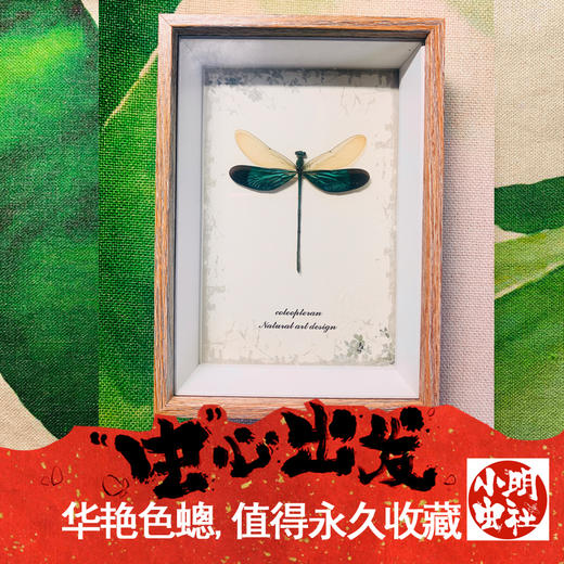 昆虫标本蜻蜓礼物礼品 小明虫社 X Rlyl的自然世界 顽主驿