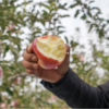 【红富士苹果5斤】| 甜脆多汁，果肉鲜嫩，农家种植，吃的放心 商品缩略图1