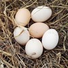 G20土鸡蛋 商品缩略图2