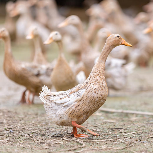 老水鸭 商品图0