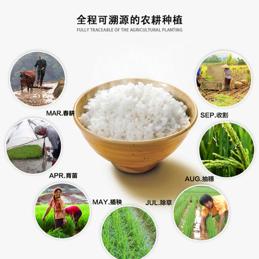 文山广南 八宝贡.高原小粒香多种规格 商品图2