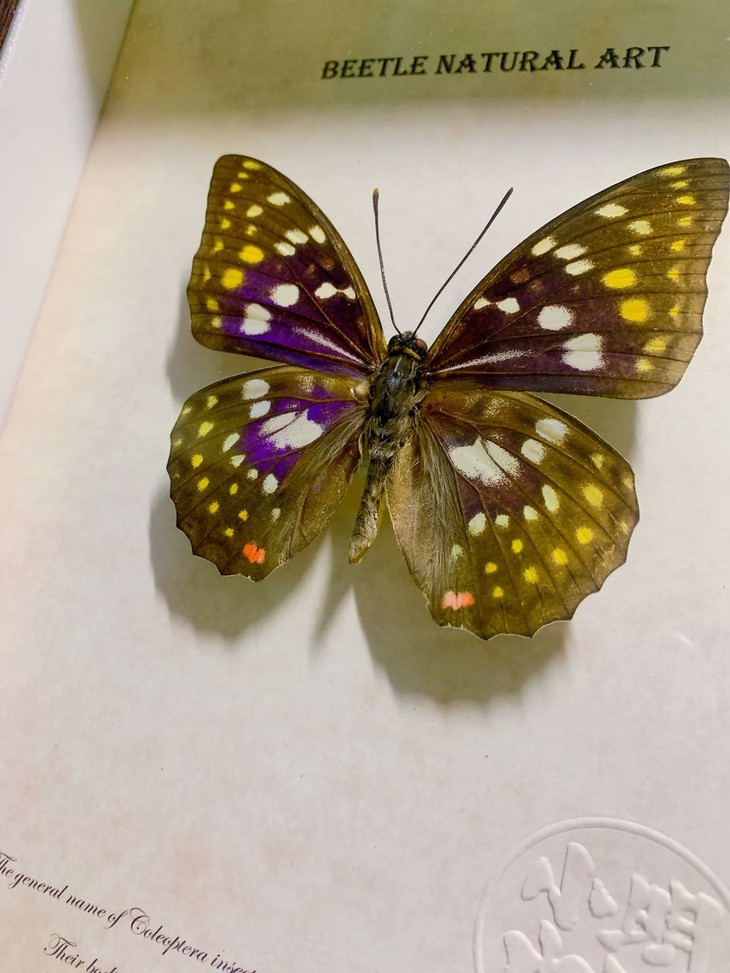 昆虫标本 大紫蛱蝶 日本国蝶 工艺品摆件礼物【小明虫社】x【rlyl的