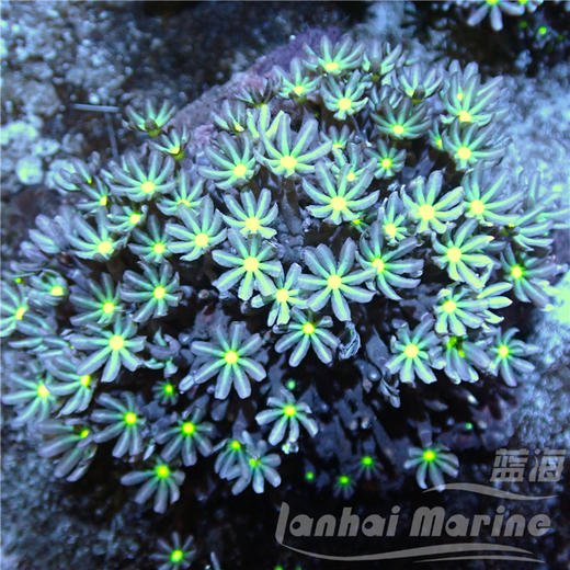 小手星花 商品图6