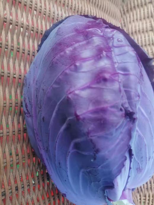 紫甘蓝 500g左右 商品图1