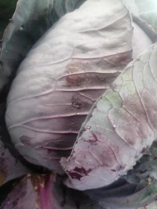 紫甘蓝 500g左右 商品图2