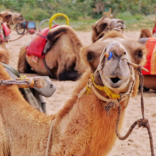 【银川】从沙漠星星酒店到黄河宿集轻奢民宿，探寻宝藏宁夏 商品图2