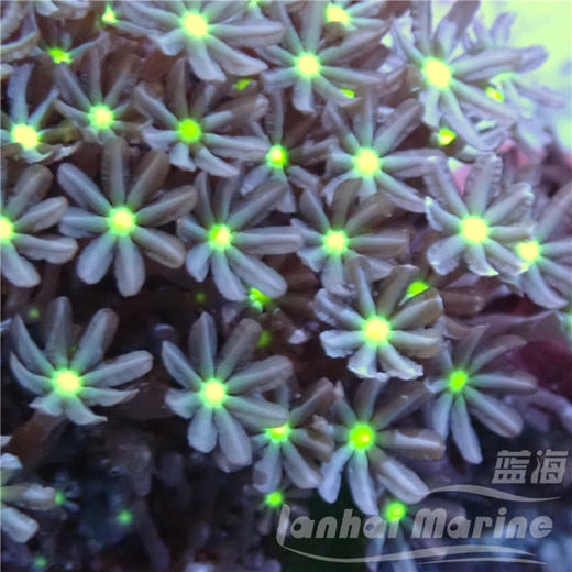 小手星花 商品图4