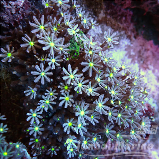 小手星花 商品图3