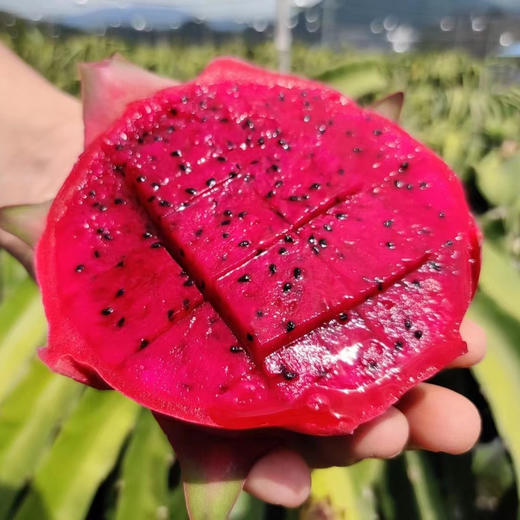 海南火龙果