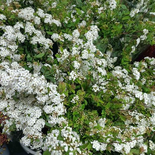 【春日仙子】小手球花 约1.2米 单瓣  若干枝/扎 商品图6