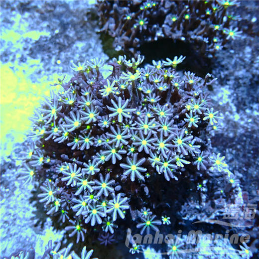 小手星花 商品图1