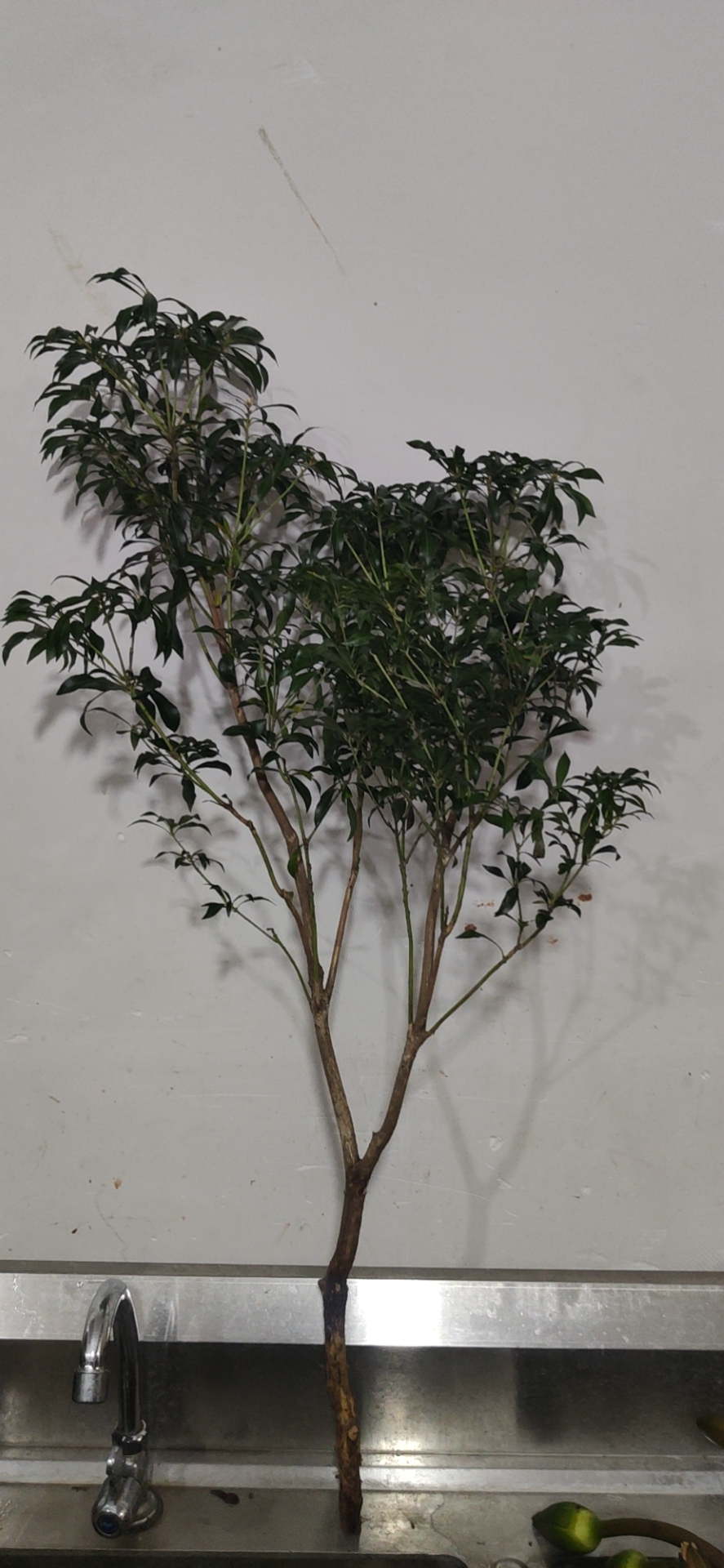 35天发货荐见鲜花进口马醉木网红花材四季皆是春马醉木