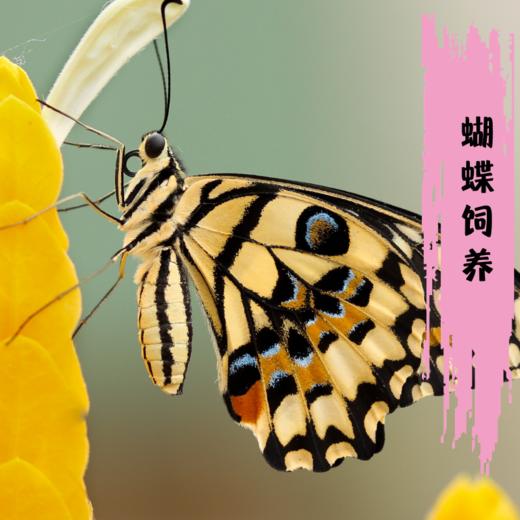 蝴蝶饲养课2 0 丨真激动 亲手养育一只蝴蝶宝宝 净水恬恬亲子俱乐部