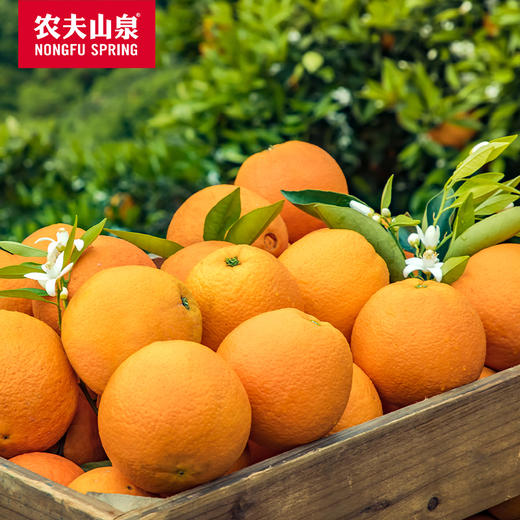 5°春橙 水果礼盒伦晚3kg - 农夫山泉农产品旗舰店