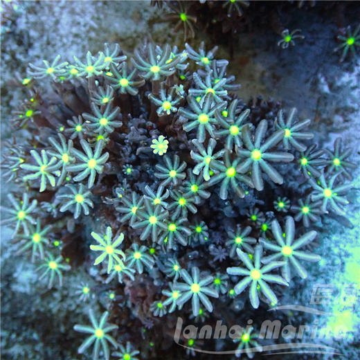 小手星花 商品图2