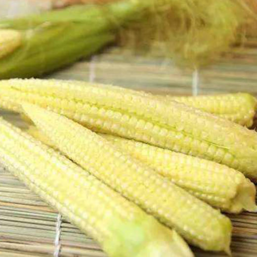 新鲜玉米笋 鲜嫩脆口 广东广西发货 商品图1