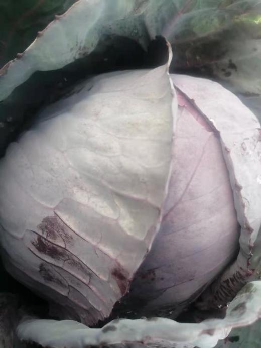 紫甘蓝 500g左右 商品图3