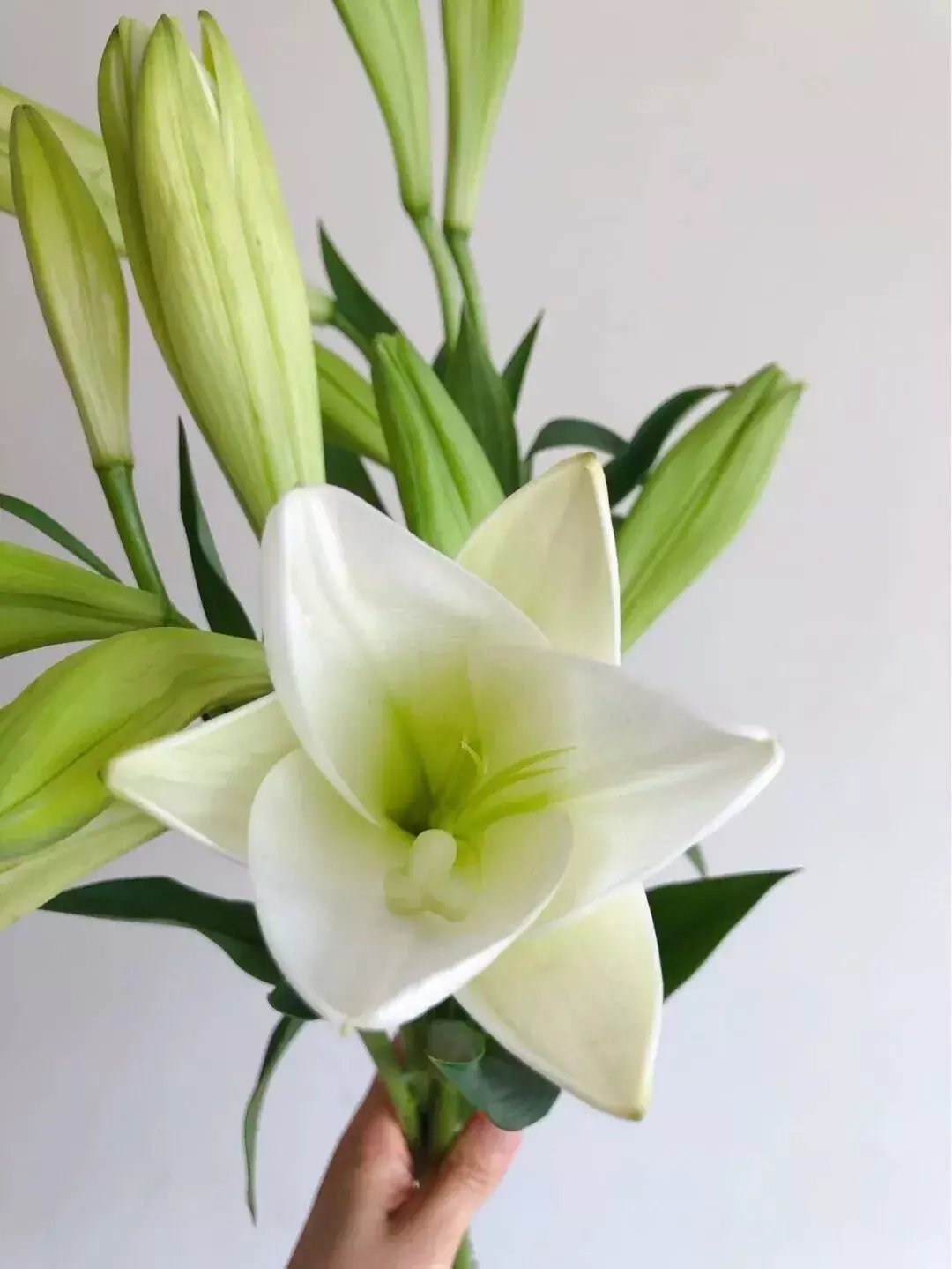 亚百合·白铁炮