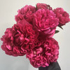【山东仓现货】顺丰包邮芍药  | 红富士 商品缩略图0