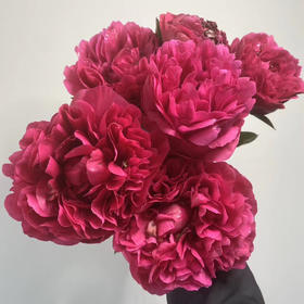 【山东仓现货】顺丰包邮芍药  | 红富士