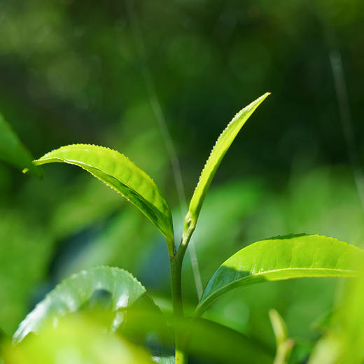 积分兑换【桃子寨散茶】2021年易武茶区蛮砖桃子寨500年古树纯料散茶生茶150g罐装 商品图2